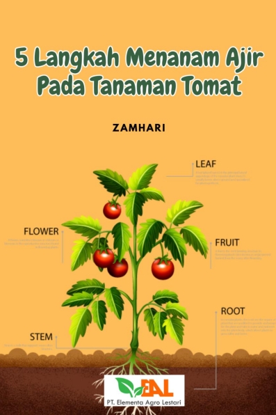 5 Langkah Menanam Ajir pada Tanaman Tomat